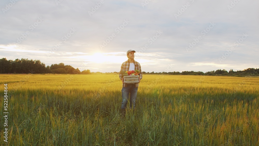 Farmer with a vegetable box in front of a sunset agricultural landscape. Man in a countryside field. Country life, food production, farming and country lifestyle. Farmer with a vegetable box in front of a sunset agricultural landscape. Man in a countryside field. Country life, food production, farming and country lifestyle.