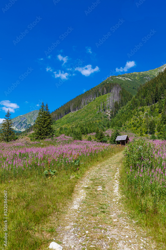 Beautiful alpine mountain landscape at summer. Rackova valley, Western Tatras mountains.  Slovakia - obrazy, fototapety, plakaty 
