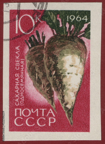 A stamp printed in USSR shows a agricultural crop with the inscription Sugar beet single seed from the series Agricultural crops bred by Soviet scientists, circa 1964 photo