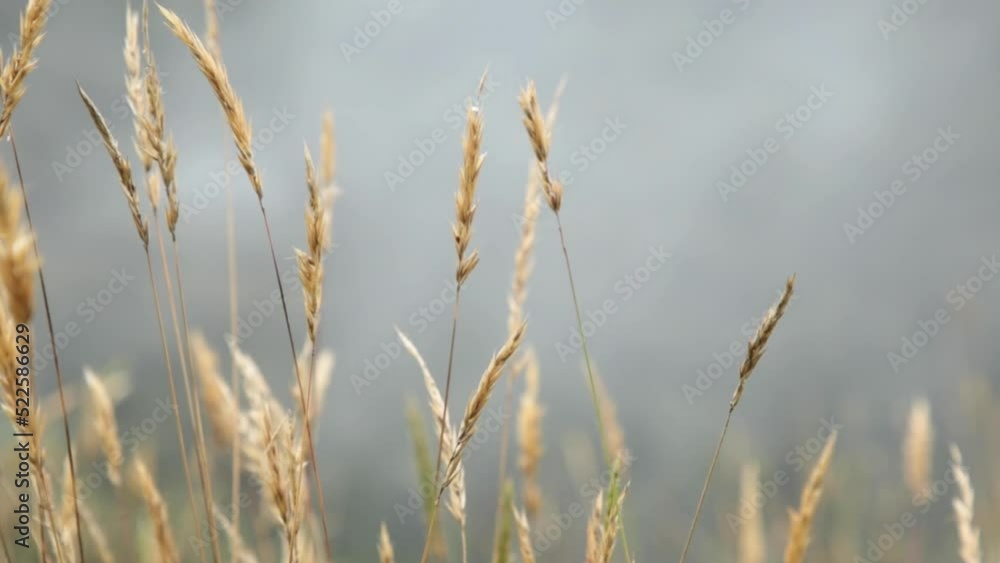 field of wheat and cereal surrounded by mist field of wheat and cereal surrounded by mist