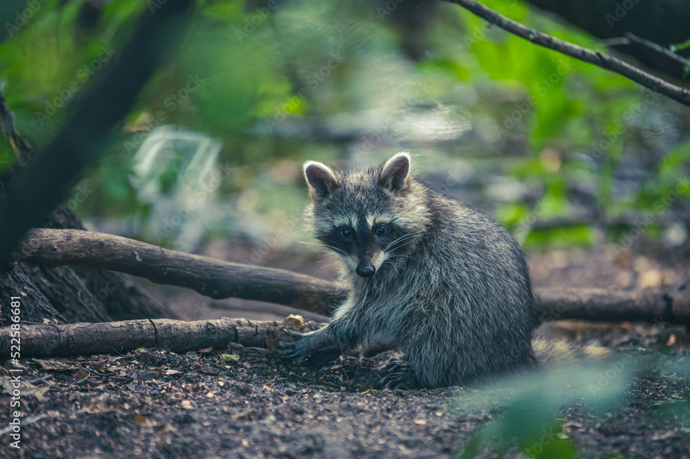 Fototapeta premium Waschbären im Park