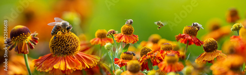Valokuva bee (apis mellifera) on helenium flowers - close up