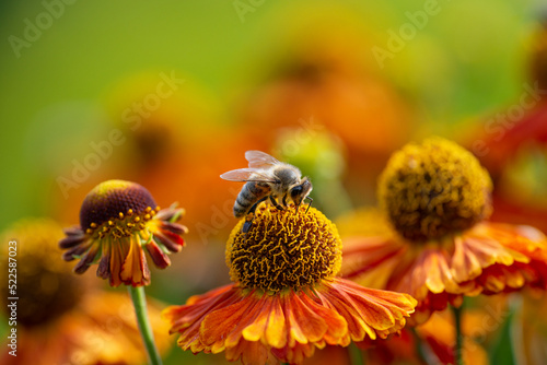 bee (apis mellifera) on helenium flowers - close up