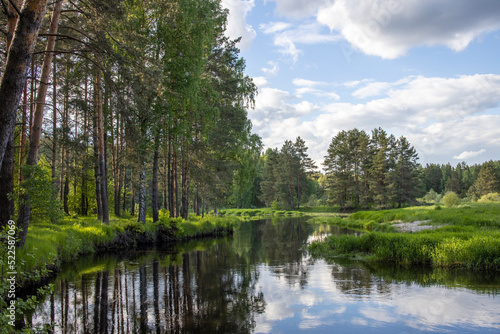 Bright sunny landscape with pine trees near the river. The sun's rays illuminate the young greenery and trees. The sky and clouds are reflected in the river. © Sergei