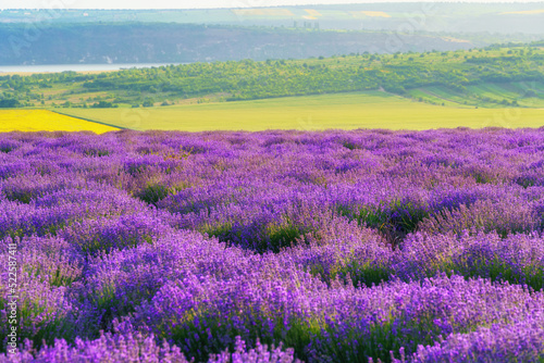 a lavender field blooms on a hill, a river and a forest in the distance, the sunset shines yellow in the sky, a beautiful summer landscape