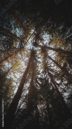 trees in the forest