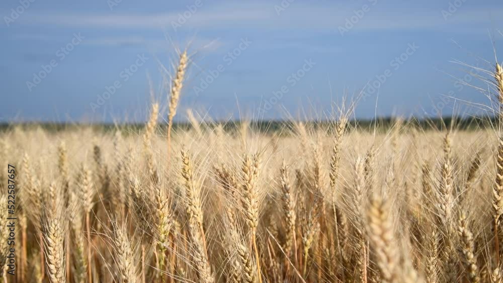 Close-up side view of gold colored agricultural wheat field with ripe crop and ears swaying in the wind in a sunny summer day. Real time video. World Food Theme. Close-up side view of gold colored agricultural wheat field with ripe crop and ears swaying in the wind in a sunny summer day. Real time video. World Food Theme.