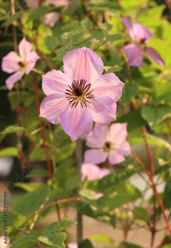 Beautiful pink clematis flowers in garden. Floriculture collection.