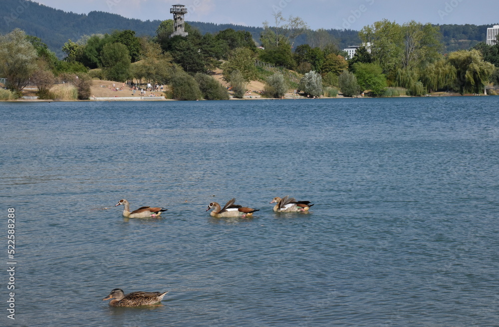 Nilgänse und Enten auf dem Flückingersee in Freiburg