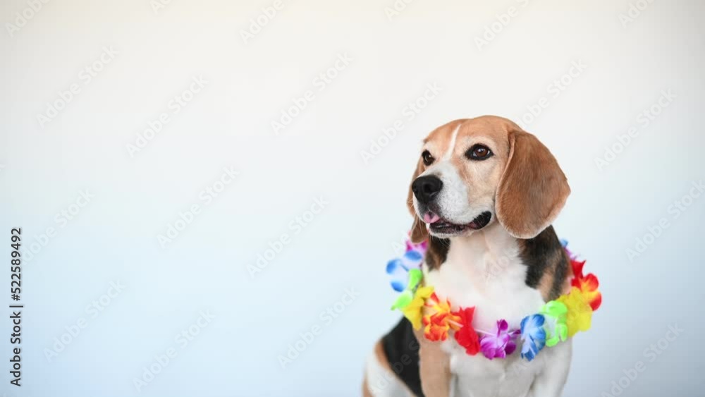 Beagle dog with flower collar on white background. Beagle dog with flower collar on white background.