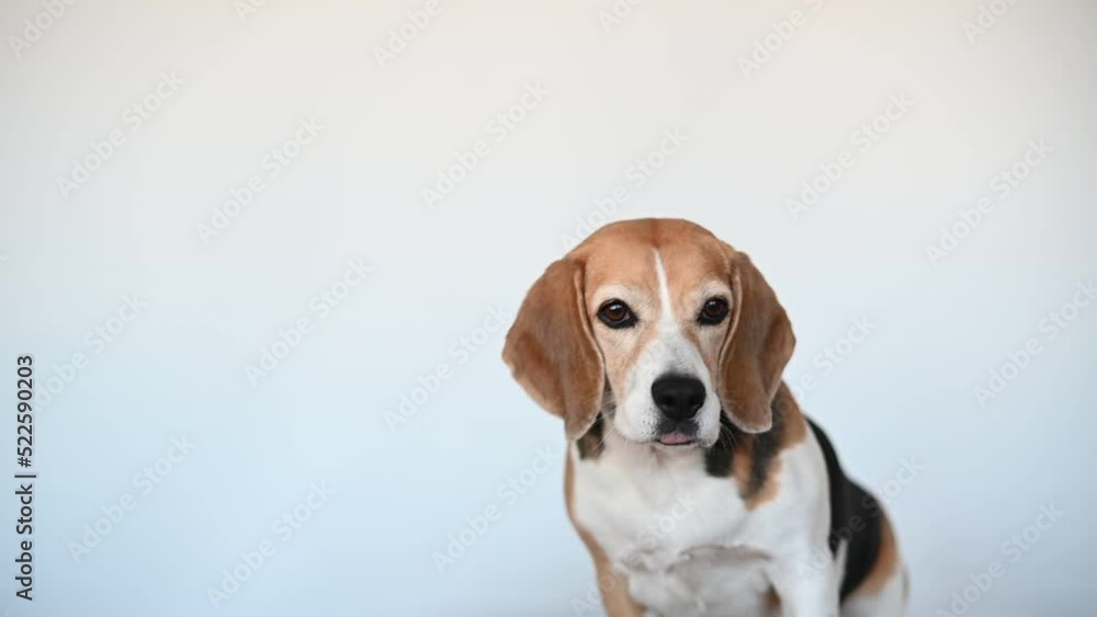 Beagle dog catching cookies on white background. Beagle dog catching cookies on white background.