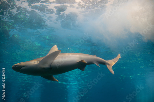 Sandbar Shark Swimming © Sarah