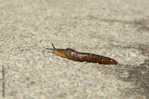 A large slug crawls along the asphalt, close-up. Large snail without shell. Selective focus.