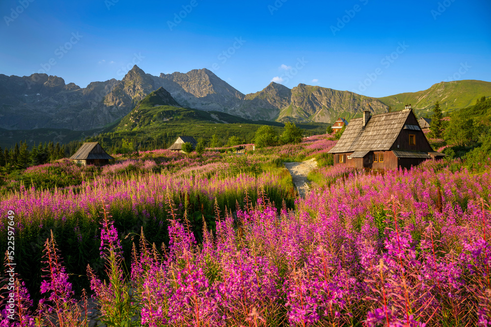 Beautiful summer morning in the mountains - Hala Gasienicowa valley in Poland - Tatras - obrazy, fototapety, plakaty 