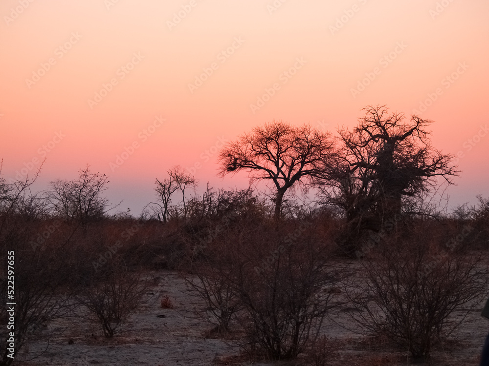 Leafless trees in silhouette,under red sunset sky Leafless trees in silhouette,under red sunset sky
