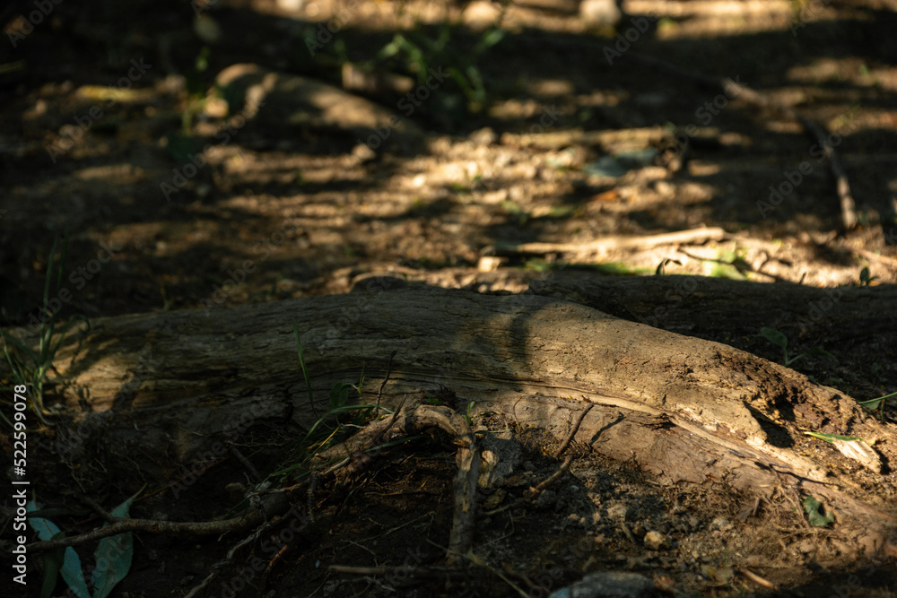 tree root on a forest path tree root on a forest path
