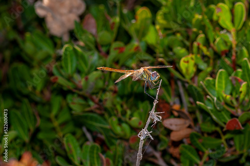 dragonfly is taking a break and resting because it resists the wind © muratti6868