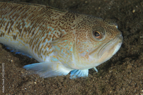 Passible behaviour of a spiderfish on the sandy seabed at night photo