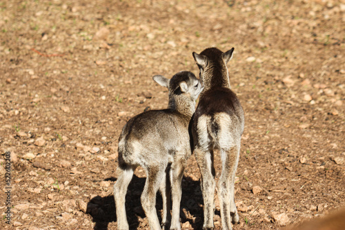 pequeños muflones