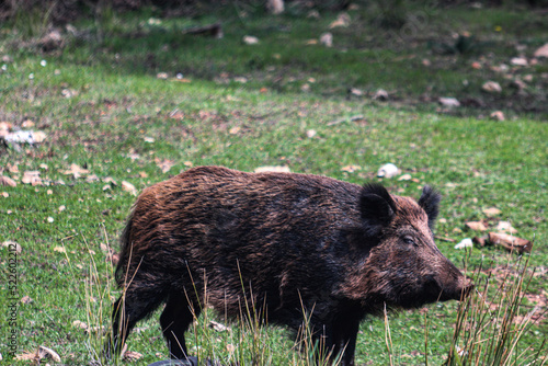 jabalì