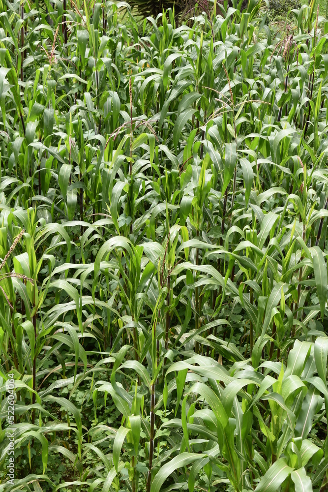 field of corn field of corn