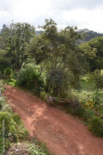 path in the forest