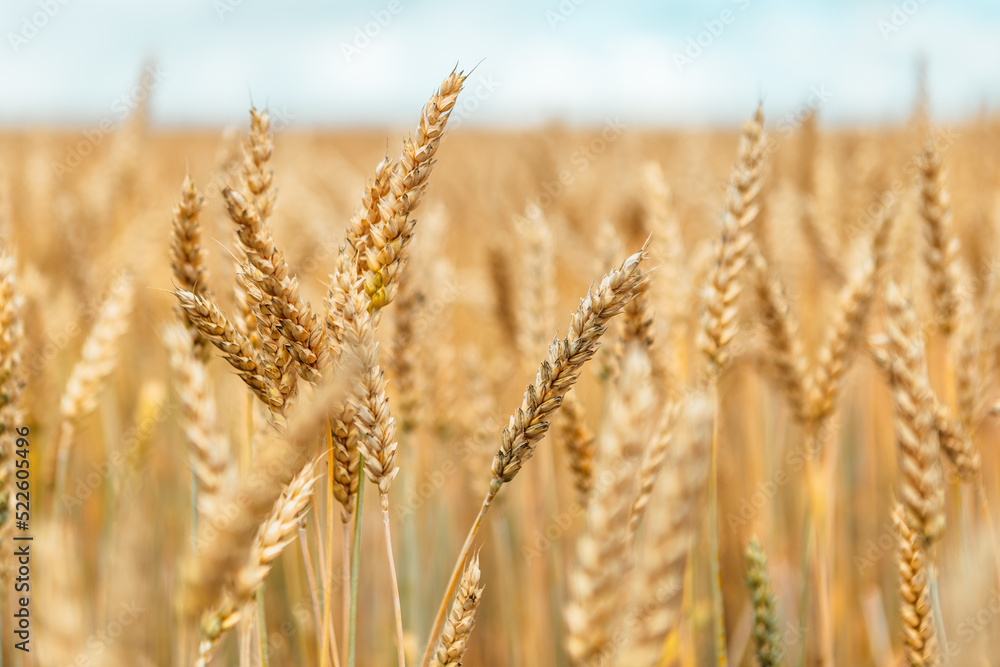 Close up wheat field. Gold yellow wheat cereal waving trembling in the wind, grain harvest ripens in the sunny summer. Spikelets shaking sway outside. Agriculture industry business concept
Close up wheat field. Gold yellow wheat cereal waving trembling in the wind, grain harvest ripens in the sunny summer. Spikelets shaking sway outside. Agriculture industry business concept