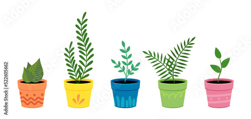 Collection of home flower pots with flowers. House plants in pots.