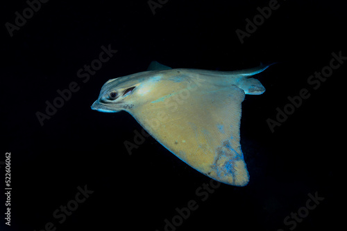 brown stingray fish swimming in the middle of the ocean with a black background