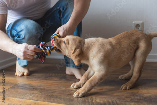 A young man is playing with his labrador retriever puppy at home with a colorful thread toy. Care and education of dogs