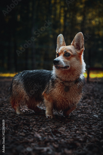 Pretty corgi pembrok photo