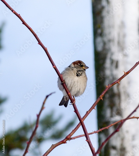 robin on branch