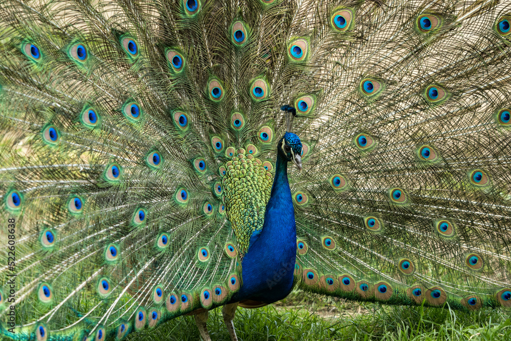 Naklejka premium Front part of peacock with spread feathers.