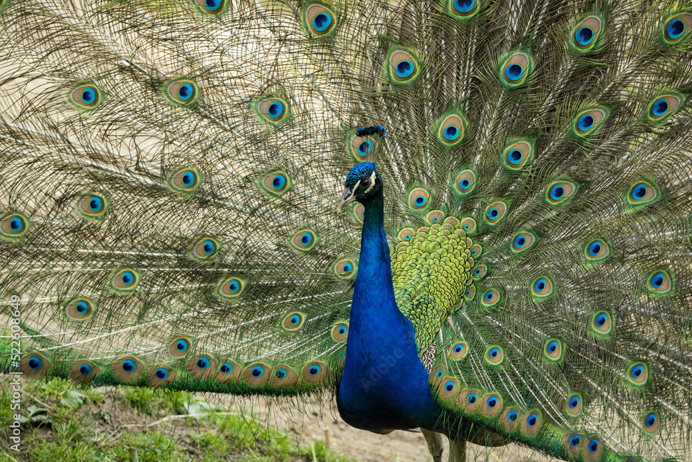 Fototapeta premium Front part of peacock with spread feathers.