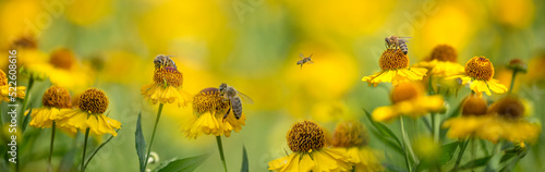 Fotografija bees (apis mellifera) on helenium flowers - close up