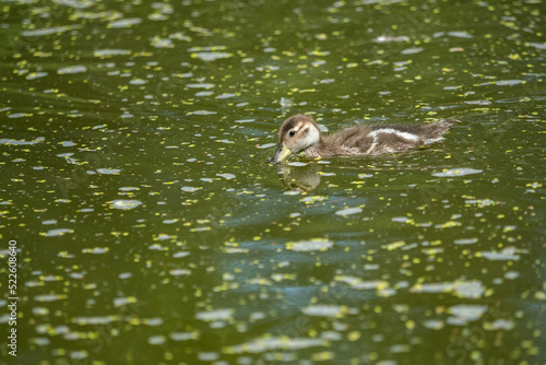 A young duckling floating on the surface of a pond.

