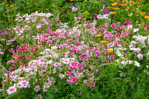 field of pink flowers