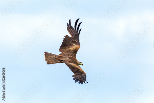 Kite in flight. Black kite, Milvus migrans, flying with widely spread wings. Hunting bird of prey. Black kite soaring and gliding, looking for food. Raptor also known as firehawk. Wildlife nature.