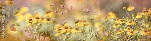 Fotografering bee (apis mellifera) on helenium flowers - close up