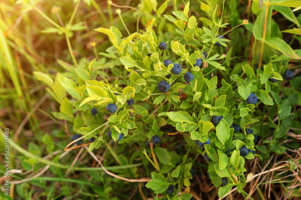Little bush of ripe bilberry in the forest. Fresh black and useful berries. Collecting of wild bilberry in the forest. Little bush of ripe bilberry in the forest. Fresh black and useful berries. Collecting of wild bilberry in the forest.