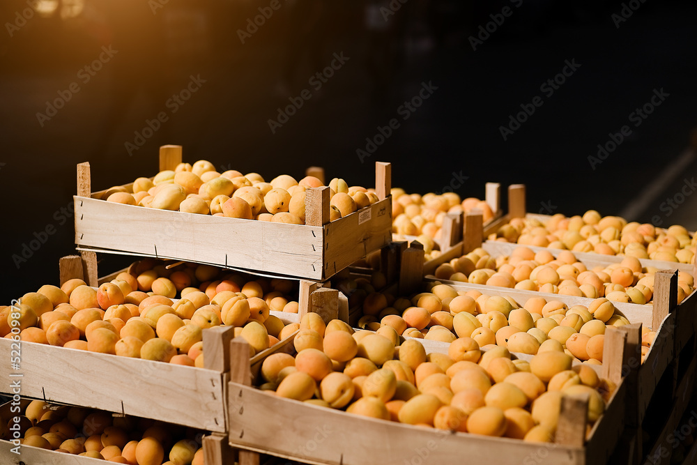Fresh apricot fruit boxes sold in the market. Apricots harvest, many fresh apricot  