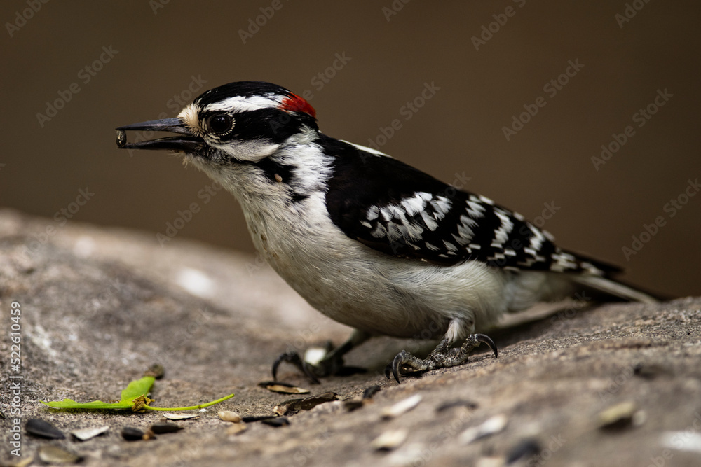 Obraz premium Downy Woodpecker feeding