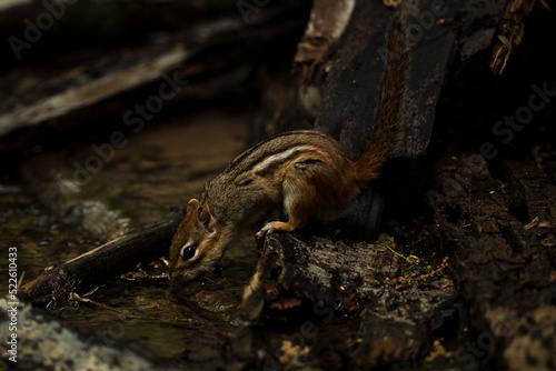 Eastern Chipmunk taking a drink