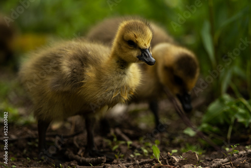 Goslings searching for food