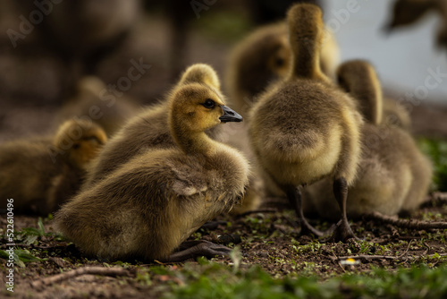 Group of goslings © J.T. Lewis