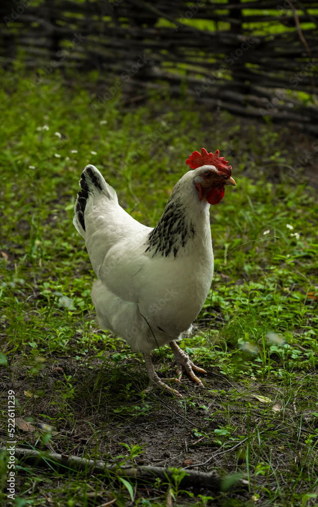 Photo of a chicken in the countryside