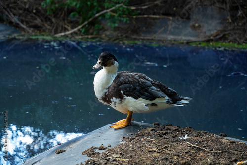 A duck sits near a water hole