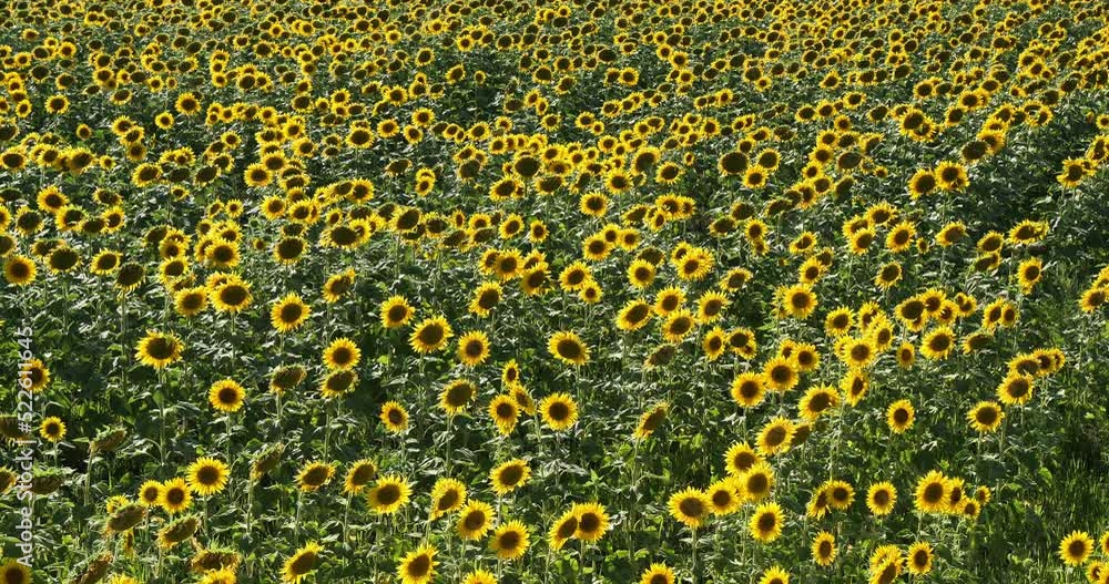 Field of sunflowers, allier department in Auvergne, France Field of sunflowers, allier department in Auvergne, France