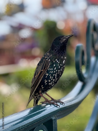 bird on a fence