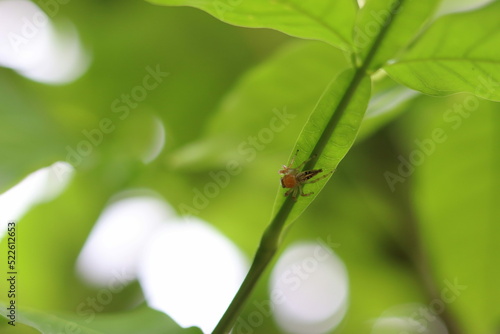 araña 